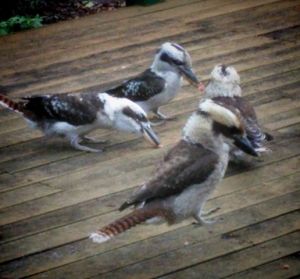 Feed the kookaburras!